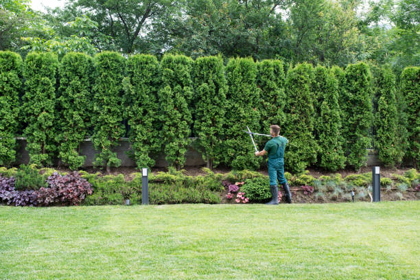 Best Lawn Maintenance Plans  in Milliken, CO